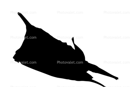 Longhorn Cowfish silhouette, (Lactoria cornuta), Tetraodontiformes, Ostraciidae, boxfish, Longhorn cowfish, shape, logo