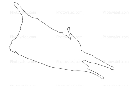 Longhorn cowfish outline, (Lactoria cornuta), Tetraodontiformes, Ostraciidae, boxfish, Longhorn cowfish, line drawing, shape