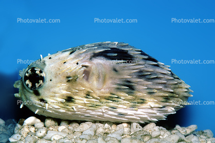 Long-spine Porcupinefish, (Diodon holocanthus), Tetraodontiformes, Diodontidae