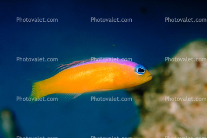 wrasse