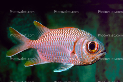 Blotcheye Soldierfish, (Myripristis berndti), Beryciformes, Holocentridae, SquirrelFish