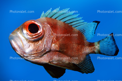 Short Bigeye SquirrelFish, (Pristigenys alta), Beryciformes, Priacanthidae, soldierfish
