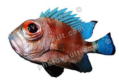 Short Bigeye SquirrelFish, (Pristigenys alta), Beryciformes, Priacanthidae, soldierfish