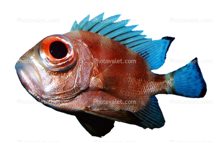 Short Bigeye SquirrelFish, Pristigenys alta, Beryciformes, Priacanthidae, soldierfish