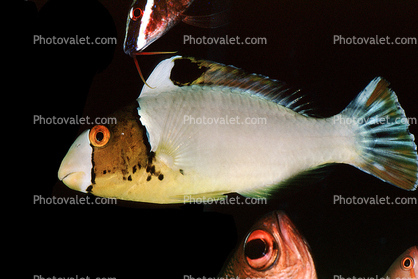 Parrotfish