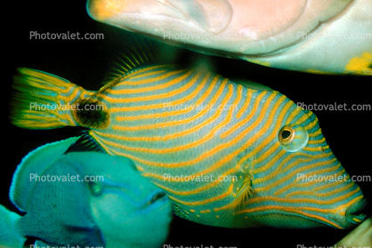 Undulated Triggerfish, (Balistapus undulatus), Tetraodontiformes, Balistidae, orange-lined triggerfish, orange-striped triggerfish