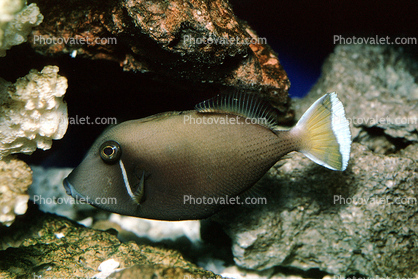 Triggerfish, Perciformes, Siganidae