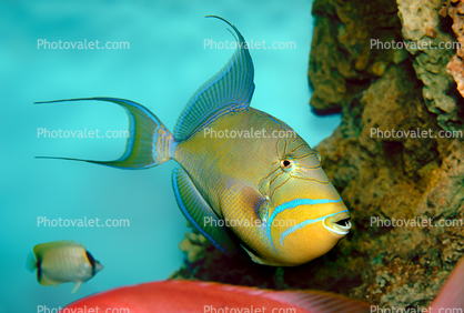 Queen Triggerfish, Balistes vetula, Tetraodontiformes, Balistidae, Atlantic Ocean
