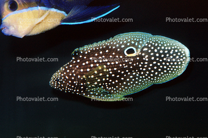 Marine Betta Grouper, (Calloplesiops altivelis), Perciformes, Plesiopidae