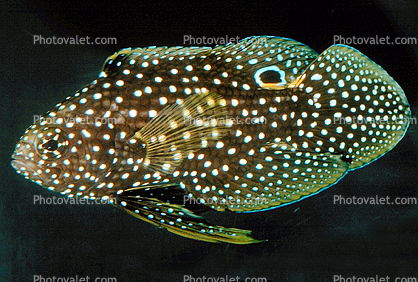 Marine Betta Grouper, (Calloplesiops altivelis), Perciformes, PlesiopidaeMajestic Angelfish, Pomacanthus navarchus, Perciformes, Siganidae, Blue-girdled angelfish