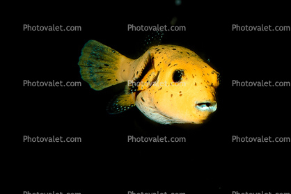 Golden Puffer, (Arothron meleagris), Tetraodontiformes, Tetraodontidae, pufferfish