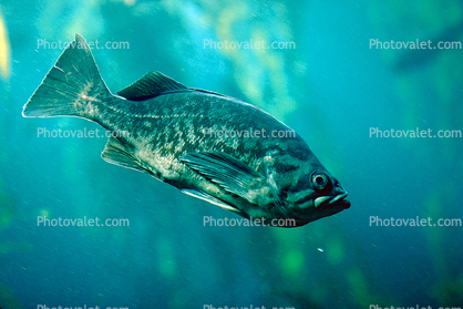 Blue rockfish, (Sebastes mystinus)