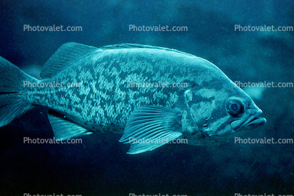 Blue rockfish, (Sebastes mystinus)