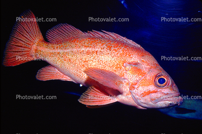 Rockfish, (Sebastes rosaceus), Scorpaeniformes, Sebastidae