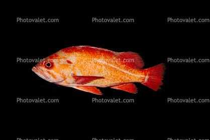 Rockfish, (Sebastes rosaceus)