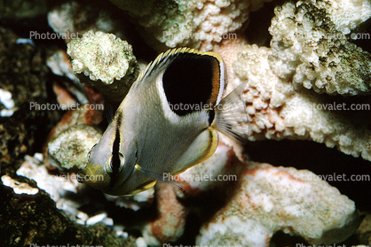 Reef Butterflyfish (Chaetodon sedentarius), Perciformes, Siganidae