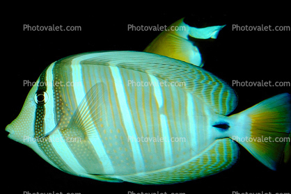 Red Sea sailfin tang, (Zebrasoma desjardinii), Perciformes, Acanthuridae
