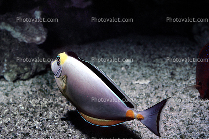 Naso Tang, (Naso lituratus), Orangespine unicornfish, Perciformes, Acanthuridae