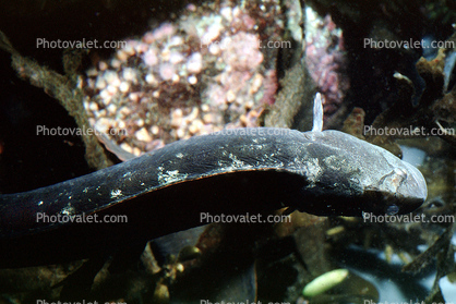 Monkeyface-eel, (Cebidichthys violaceus), Perciformes, Zoarcoidei, Stichaeidae