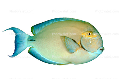 Tang photo-object, object, cut-out, cutout, Acanthuridae