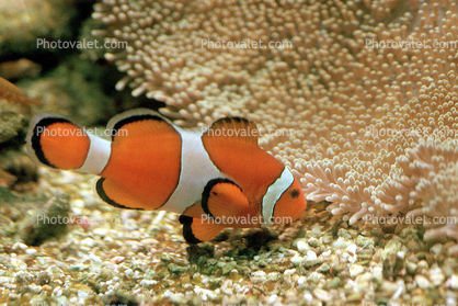 Nemo, Percula Clownfish, (Amphiprion percula), Perciformes, Pomacentridae, anemonefish
