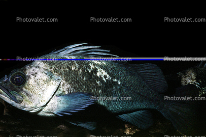 Quillback Rockfish