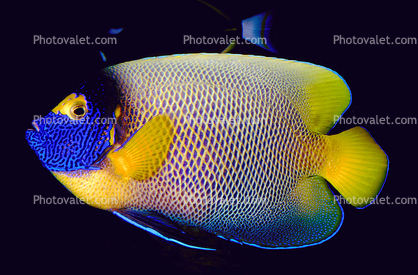 Yellow-Faced Angelfish, (Pomacanthus xanthometopon), Perciformes, Pomacanthidae