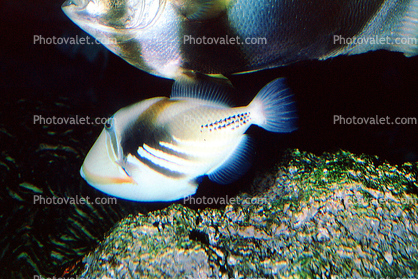 Picasso triggerfish, (Rhinecanthus aculeatus), Tetraodontiformes, Balistidae