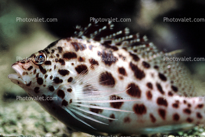 Coral hawkfish, (Cirrhitichthys oxycephalus), Perciformes, Cirrhitidae