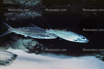 Bonefish, (Albula vulpes), Albuliformes, Albulidae