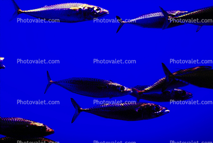 Pacific Sardine, Sardinops sagax