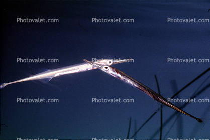 Tubesnout, (Aulorhynchus flavidus), Gasterosteiformes, Aulorhynchidae