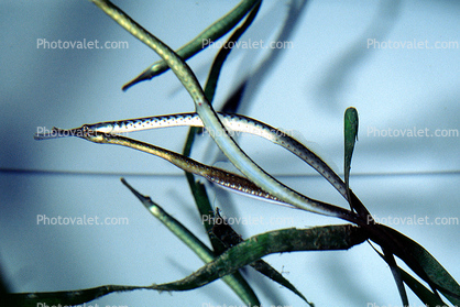 Bay Pipefish, (Syngnathus leptorhyncus), Syngnathiformes, Syngnathidae