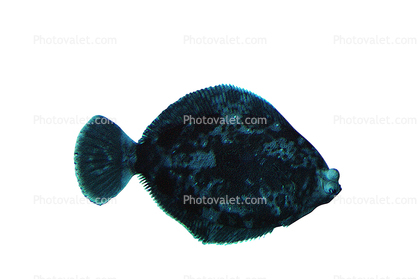 Flatfish, photo-object, object, cut-out, cutout, shape