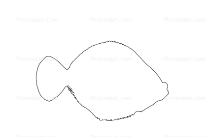 Flatfish Outline, line drawing, shape