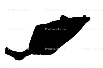 Flatfish silhouette, logo, shape