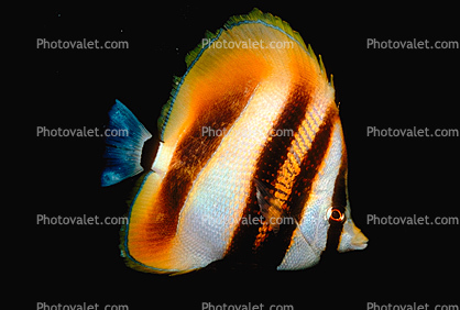 Butterflyfish