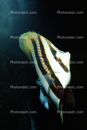 Butterflyfish