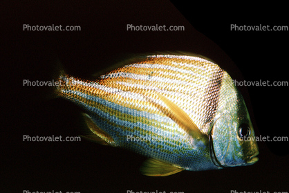 Porkfish, (Anisotremus virginicus), Perciformes, Haemulidae, grunt