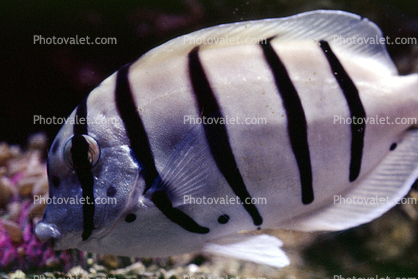 manini, (Acanthurus triostegus), Perciformes, Acanthuridae, surgeonfish