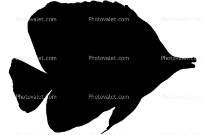 Perciformes, Chaetodontidae, Long Nosed Butterflyfish, (Chetodon kleini), (Orange Butterflyfish) silhouette, logo, shape