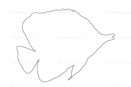 Butterflyfish Outline, Long Nosed Butterflyfish, (Chetodon kleini), (Orange Butterflyfish), line drawing, shape