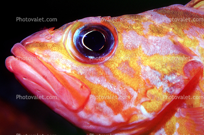 Rosy Rockfish (Sebastes rosaceus), Scorpaeniformes, Sebastidae