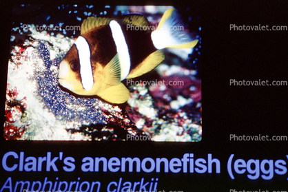Clark's Anemonefish, (Amphiprion clarkii), Perciformes, Pomacentridae, Amphiprioninae