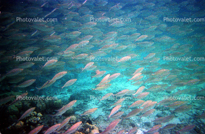Pacific Sardine, (Sardinops sagax)