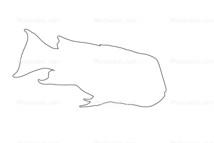 California Sheephead outline, (Semicossyphus pulcher), Perciformes, Labridae, wrass, line drawing, shape