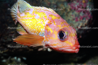 Rosy Rockfish (Sebastes rosaceus), Scorpaeniformes, Sebastidae, eyes