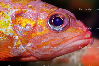 Rosy Rockfish (Sebastes rosaceus), Scorpaeniformes, Sebastidae, eyes