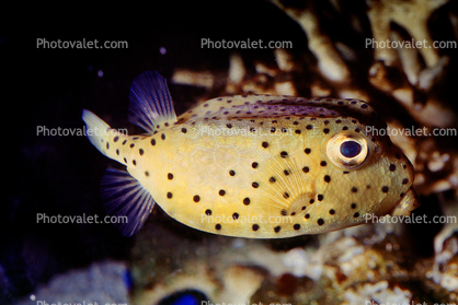 Yellow Boxfish, (Ostracion cubicus), Tetraodontiformes, Ostraciidae, Cubicus Boxfish, Polka Dot Boxfish, Cube Boxfish, toxic