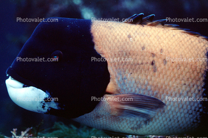 California Sheephead, (Semicossyphus pulcher), Perciformes, Labridae, wrass